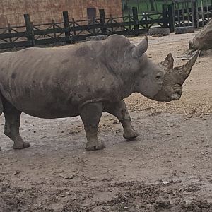 Southern White Rhino 3/1/24