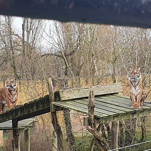 Sumatran Tigers 3/1/24