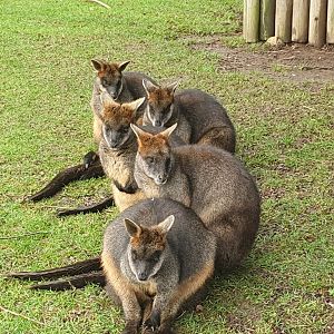 Swamp Wallabies 3/1/24