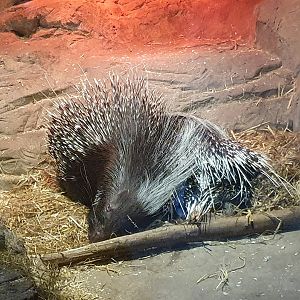 Cape Porcupine 3/1/24