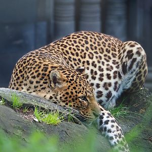 Javan leopard (Panthera pardus melas), 2023-05-15