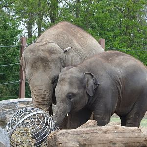 Asian elephants (Elephas maximus), 2023-05-15