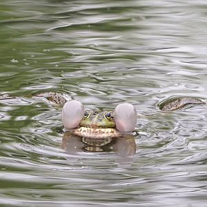 Wild Water frog (Pelophylax species), 2023-05-15
