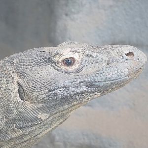 Komodo dragon (Varanus komodoensis), 2023-05-15