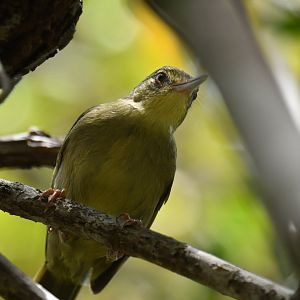 Long-billed Greenbul Bernieria madagascariensis