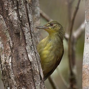 Long-billed Greenbul Bernieria madagascariensis