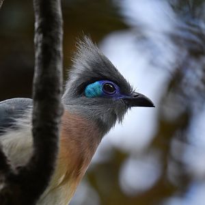 Crested coua Coua cristata