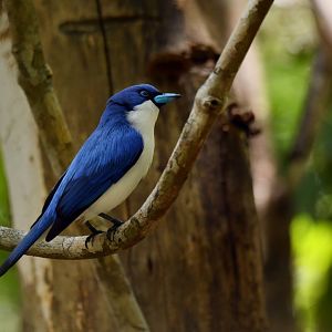 Madagascar Blue Vanga Cyanolanius madagascarinus