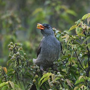 Madagascar Bulbul Hypsipetes madagascariensis