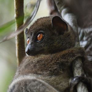 Ankarana sportive lemur (Lepilemur ankaranensis)