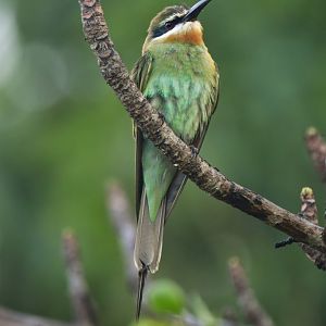Olive Bee-eater Merops superciliosus
