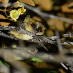 Northern rufous mouse lemur (Microcebus tavaratra)