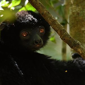 Perrier's sifaka (Propithecus perrieri)