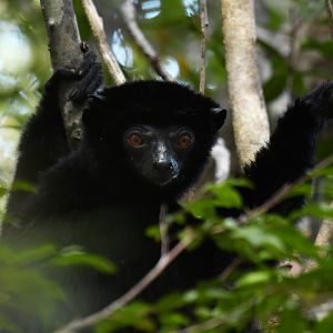 Perrier's sifaka (Propithecus perrieri)