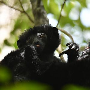 Perrier's sifaka (Propithecus perrieri)