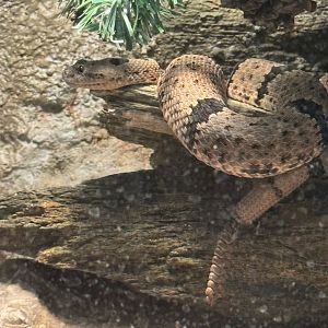 Rattle snake- ABQ Biopark Zoo Oct 23-2023 visit