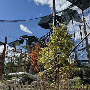 New orangutan-Long view