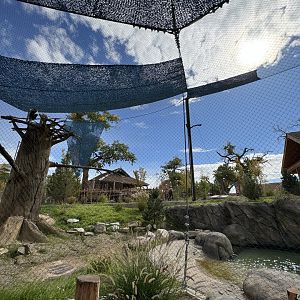 Steller's Sea Eagle -Nest