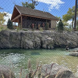 Steller's Sea Eagle -Pool