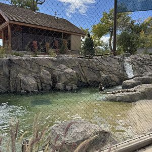 Steller's Sea Eagle -Pool