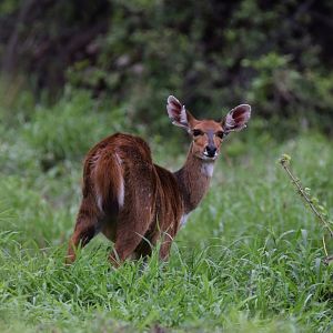 Cape Bushbuck (Tragelaphus scriptus)