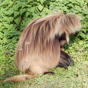 Gelada 051123