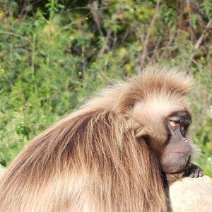 Gelada 051123