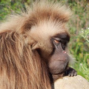 Gelada 051123