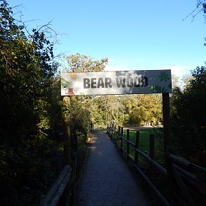 Bear Wood 051123