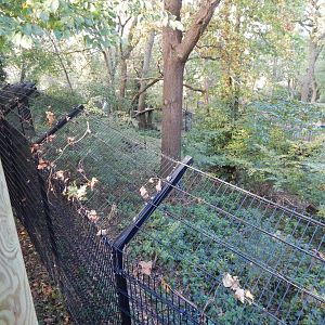 Bear Wood - Northern lynx enclosure 051123