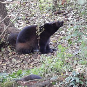 Bear Wood - European wolverine 051123