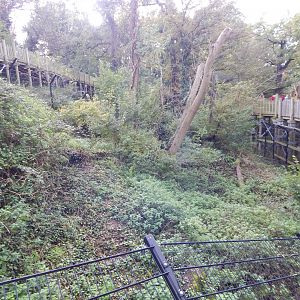Bear Wood - Northern lynx enclosure 051123
