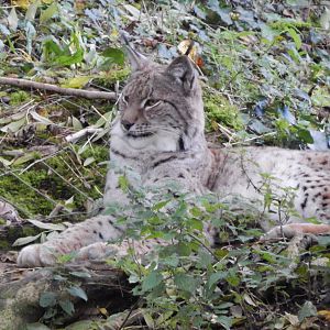 Bear Wood - Northern lynx 051123