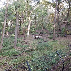 Bear Wood - European brown bear/Eurasian wolf enclosure 051123