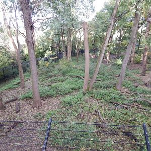 Bear Wood - European brown bear/Eurasian wolf enclosure 051123