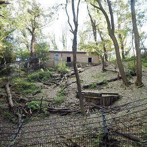 Bear Wood - European brown bear enclosure 051123