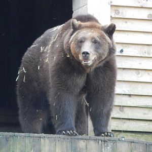 Bear Wood - European brown bear 051123