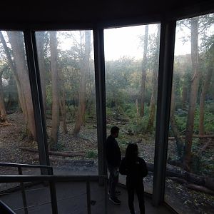 Bear Wood - European brown bear/Eurasian wolf enclosure 051123