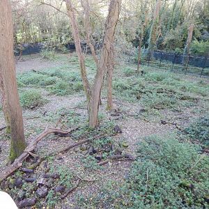 Bear Wood - European brown bear/Eurasian wolf enclosure 051123