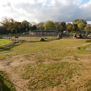 Benoue - African Savannah enclosure 051123