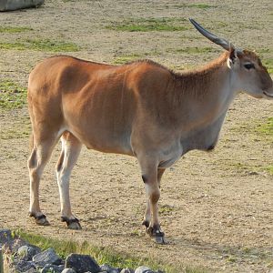 Benoue - Common eland 051123