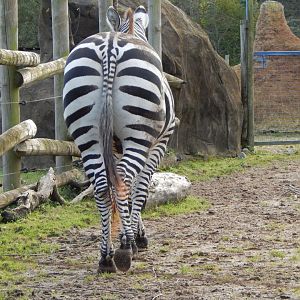 Benoue - Grants zebra from behind 051123