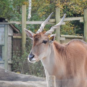 Benoue - Common eland 051123
