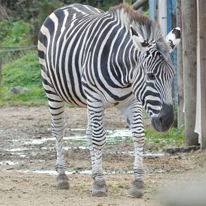 Benoue - Grants zebra 051123