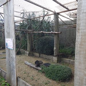 Walled Garden - Visayan tarictic hornbill aviary 051123