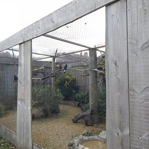 Walled Garden - Visayan tarictic hornbill aviary 051123