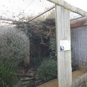Walled Garden - Sumatran laughingthrush aviary 051123