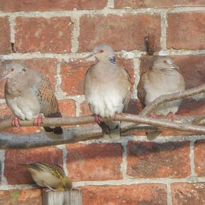 Walled Garden - European turtle doves 051123