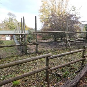 Red river hog enclosure 051123