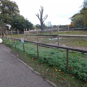 Domestic reindeer enclosure 051123